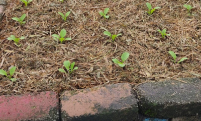 Anak pokok sawi dan sayur yang ditanam dengan sungkupan rumput kering di sekelilingnya.