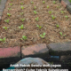 Anak pokok sawi dan sayur yang ditanam dengan sungkupan rumput kering di sekelilingnya.