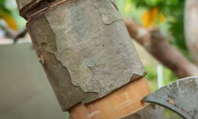 Proses pemangkasan dahan kecil pokok sebagai sebahagian teknik sunat pokok untuk merangsang pembungaan.