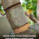 Proses pemangkasan dahan kecil pokok sebagai sebahagian teknik sunat pokok untuk merangsang pembungaan.