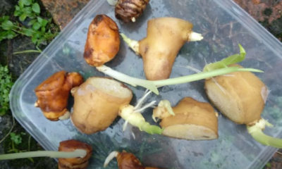 Rizom kunyit segar yang dipotong untuk dijadikan benih tanaman.