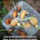 Rizom kunyit segar yang dipotong untuk dijadikan benih tanaman.