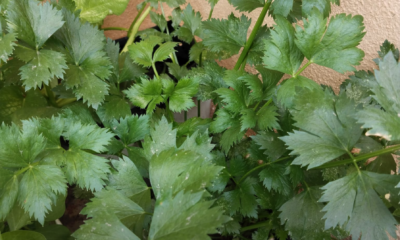Pokok sup berusia dua bulan yang tumbuh subur dan sedia dituai untuk kegunaan dapur.