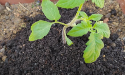 Pokok tomato dalam pasu yang ditanam menggunakan kaedah organik di rumah.