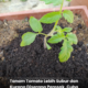 Pokok tomato dalam pasu yang ditanam menggunakan kaedah organik di rumah.