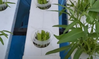 Biji benih kangkung berkualiti yang digunakan untuk penanaman hidroponik.