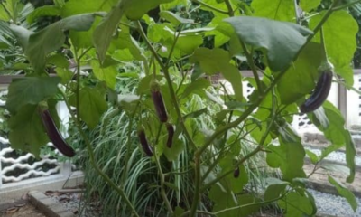 Pokok terung yang tumbuh subur dengan daun yang lebat di kebun rumah.