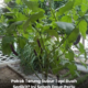 Pokok terung yang tumbuh subur dengan daun yang lebat di kebun rumah.