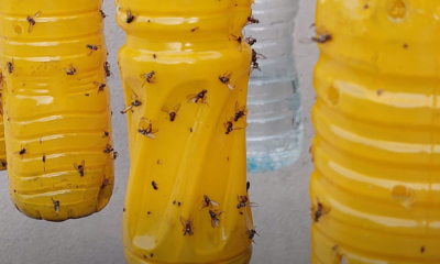 Botol plastik terpakai yang diubah suai menjadi perangkap lalat buah.