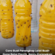 Botol plastik terpakai yang diubah suai menjadi perangkap lalat buah.