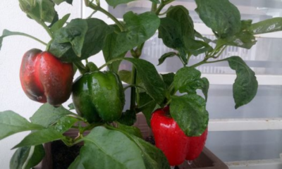 Buah capsicum segar yang digunakan untuk mendapatkan biji benih.