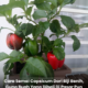 Buah capsicum segar yang digunakan untuk mendapatkan biji benih.