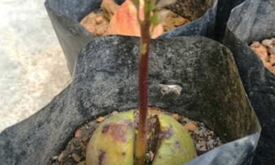 Anak pokok avocado yang mula mengeluarkan tunas selepas sebulan.
