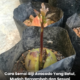 Anak pokok avocado yang mula mengeluarkan tunas selepas sebulan.