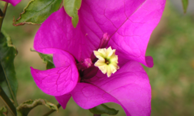Bunga kertas Bougainvillea yang berbunga lebat dengan kelopak berwarna terang menghiasi laman rumah dan taman kediaman.