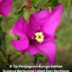 Bunga kertas Bougainvillea yang berbunga lebat dengan kelopak berwarna terang menghiasi laman rumah dan taman kediaman.