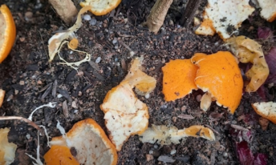 Kulit limau mandarin yang dikumpulkan untuk digunakan sebagai baja organik dan bahan semula jadi bagi membantu menyuburkan tanaman di laman rumah.