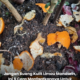 Kulit limau mandarin yang dikumpulkan untuk digunakan sebagai baja organik dan bahan semula jadi bagi membantu menyuburkan tanaman di laman rumah.