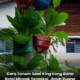Sawi King Kong yang ditanam dalam botol minyak masak terpakai dengan medium cocopeat, sesuai untuk penanaman gantung di ruang rumah terhad.