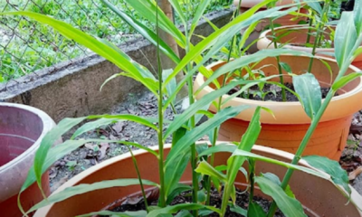 Pokok halia yang ditanam dalam pasu besar dengan daun hijau subur di laman rumah, sesuai untuk kegunaan masakan harian.