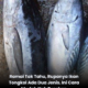 Rupanya Ikan Tongkol Ada Dua Jenis hitam dan ikan tongkol putih yang menunjukkan perbezaan bentuk sirip untuk memudahkan pengecaman.