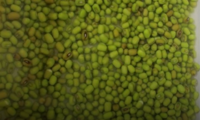 Lembutkan Kacang hijau yang telah dibasuh dan dimasukkan ke dalam plastik bersama air sebelum dibekukan.