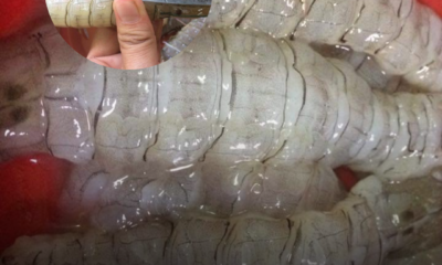 Cara menggunting bahagian sisi kiri dan kanan udang lipan untuk memudahkan isi dikeluarkan.