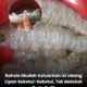 Cara menggunting bahagian sisi kiri dan kanan udang lipan untuk memudahkan isi dikeluarkan.