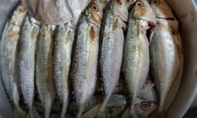 Ikan rebus homemade yang telah dikukus dan disusun kemas dalam bekas untuk disimpan di dalam freezer.