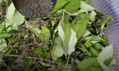 Daun lemuni segar yang telah dilurut daripada batang sebelum dicuci dan diproses.