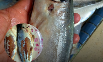Ikan cencaru segar yang masih mempunyai kulit luar atau jaket sebelum dibersihkan.