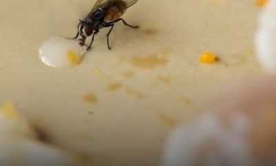 Lalat yang hinggap pada permukaan makanan dan boleh menjadi punca pencemaran makanan.