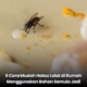 Lalat yang hinggap pada permukaan makanan dan boleh menjadi punca pencemaran makanan.
