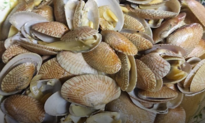 Kerang segar yang direndam dalam air bersama tepung gandum dan cili kering untuk mengeluarkan kotoran serta pasir dari dalam cengkerang.