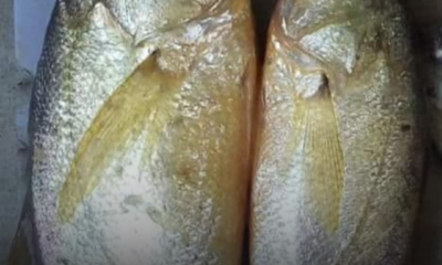 Gelama Kuning Dada antara spesies ikan gelama yang mempunyai isi manis dan sedap dijadikan lauk.