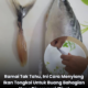 Ikan tongkol segar yang belum disiang sebelum proses membuang bahagian isi yang dipercayai berbisa.