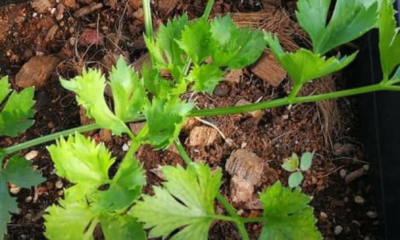 Pokok daun sup giant dengan daun besar dan subur