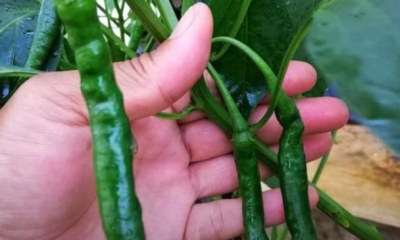 Pokok cili diserang bena putih pada bahagian bawah daun