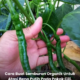 Pokok cili diserang bena putih pada bahagian bawah daun