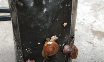 Siput babi merosakkan daun tanaman sayur di kebun rumah