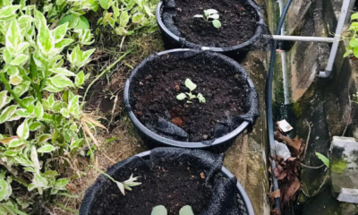 Pokok kubis subur ditanam dalam bekas di laman rumah