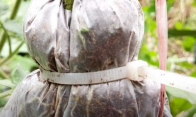 Balutan peat moss pada batang pokok tomato