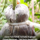 Balutan peat moss pada batang pokok tomato