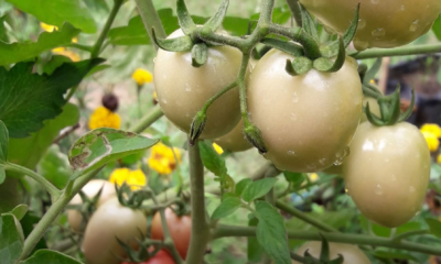 Pokok tomato ceri berbuah lebat dalam polibeg