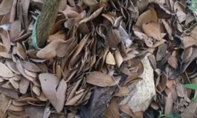 Daun kering dijadikan sungkupan di pangkal pokok limau
