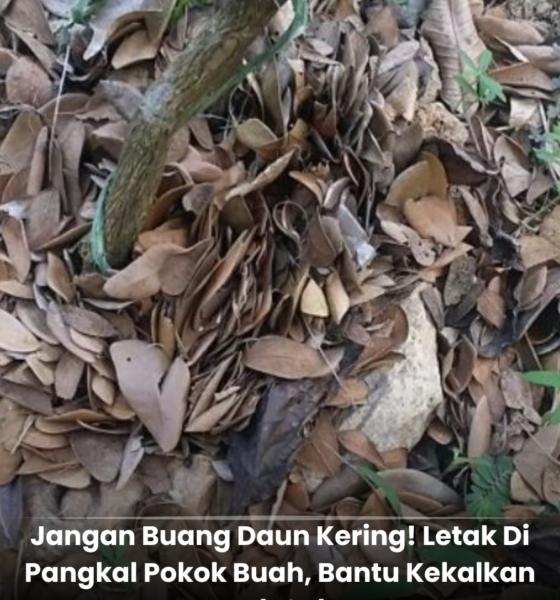 Daun kering dijadikan sungkupan di pangkal pokok limau