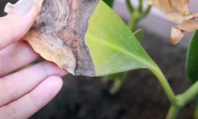 Daun tanaman bertukar kuning akibat terlebih air siraman