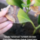 Daun tanaman bertukar kuning akibat terlebih air siraman