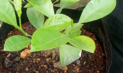 Keratan batang limau kasturi yang sihat untuk dijadikan anak pokok