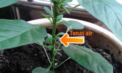 Tunas air pada pokok cili yang tumbuh sebelum cabang utama